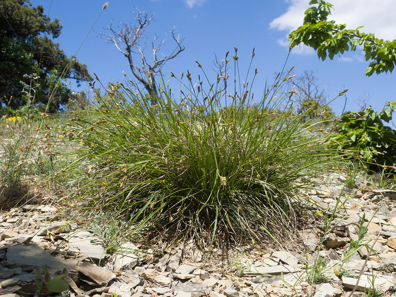 Изображение особи Carex halleriana.