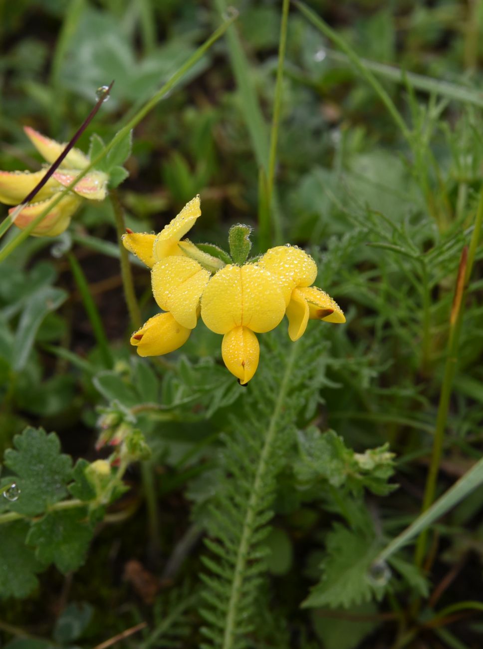 Image of Lotus caucasicus specimen.