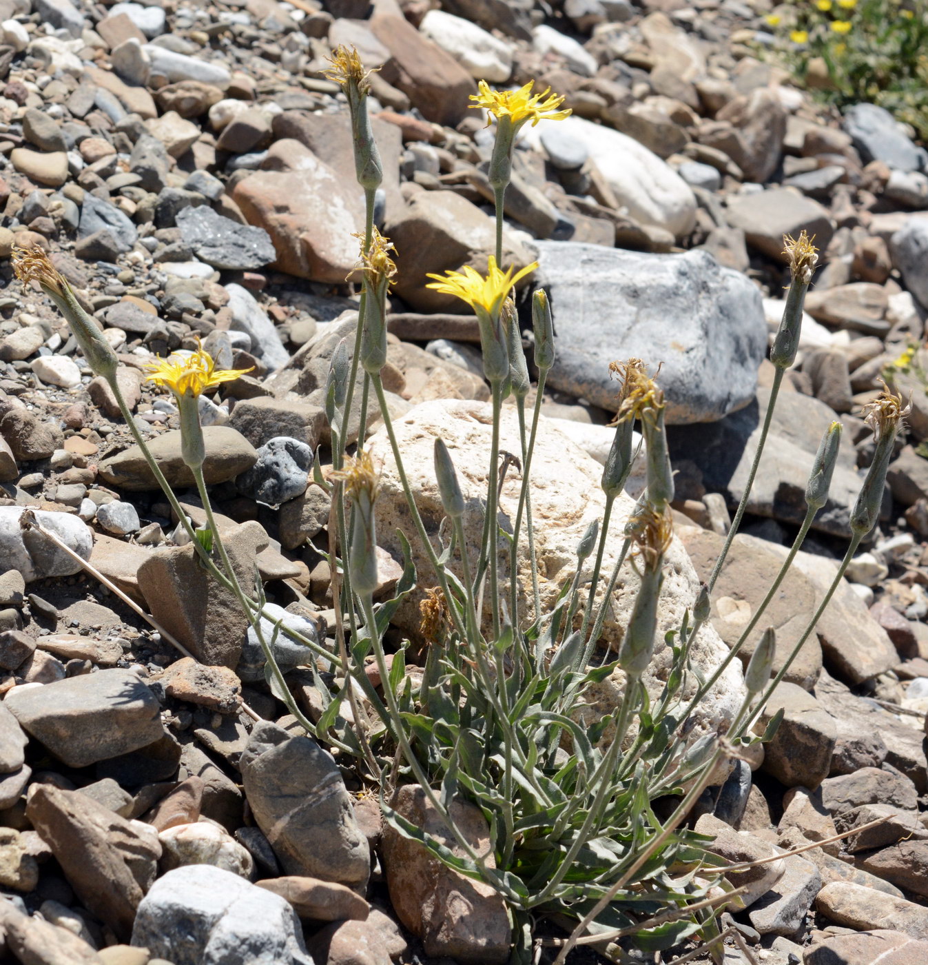 Image of Scorzonera pubescens specimen.