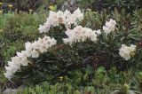 Rhododendron caucasicum