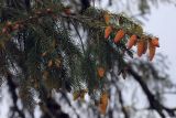 Picea smithiana. Ветви со стробилами и хвоей. Бутан, дзонгхаг Вангди-Пходранг, заповедник \"Phobjikha Valley\". 10.05.2019.