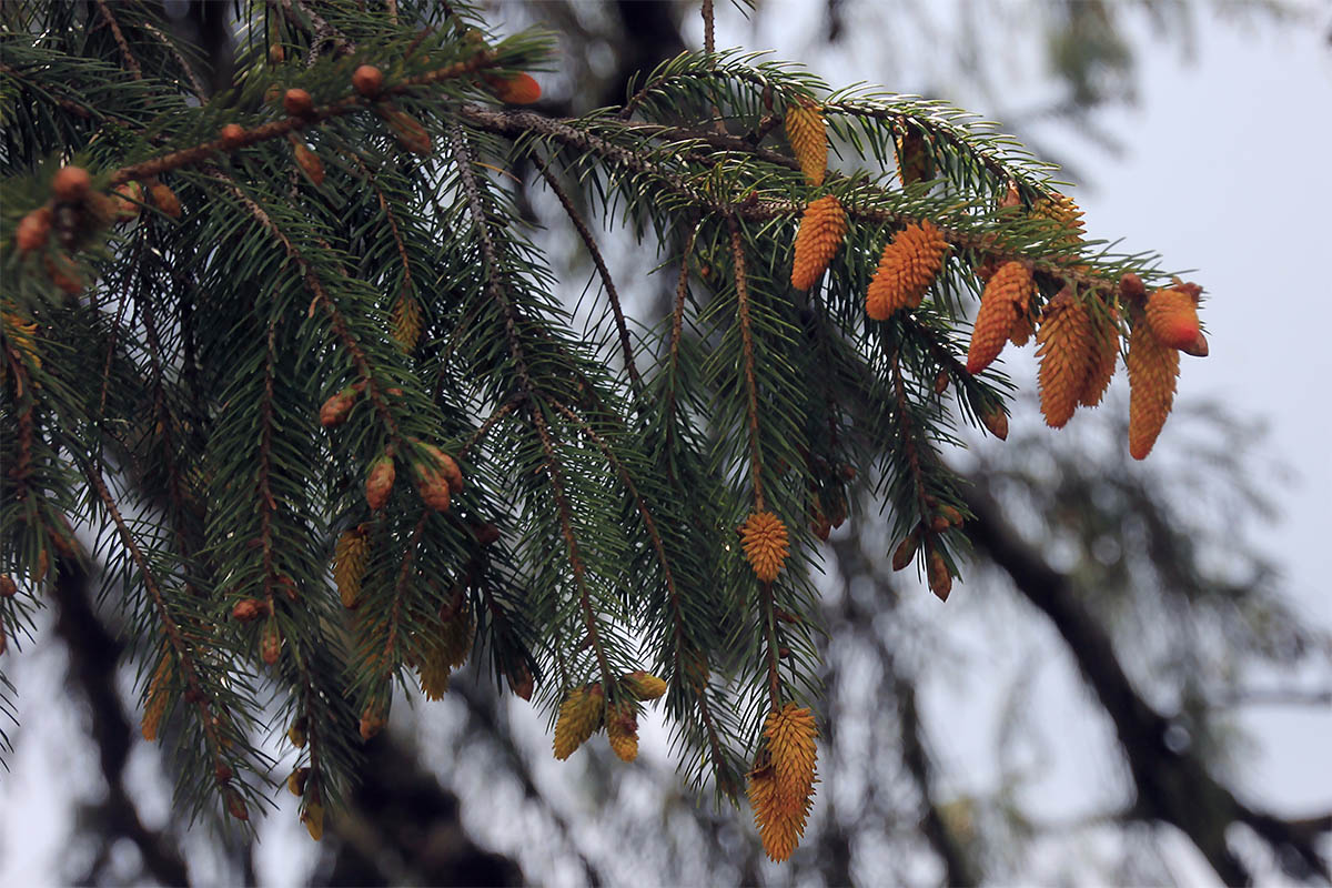 Изображение особи Picea smithiana.