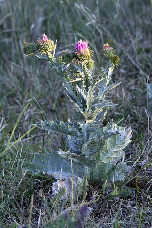 Image of Onopordum acanthium specimen.