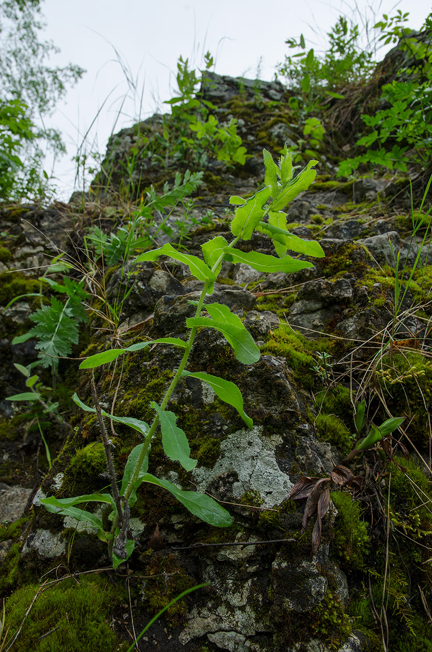 Image of Hieracium virosum specimen.