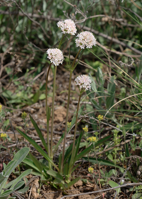 Изображение особи Valeriana tuberosa.