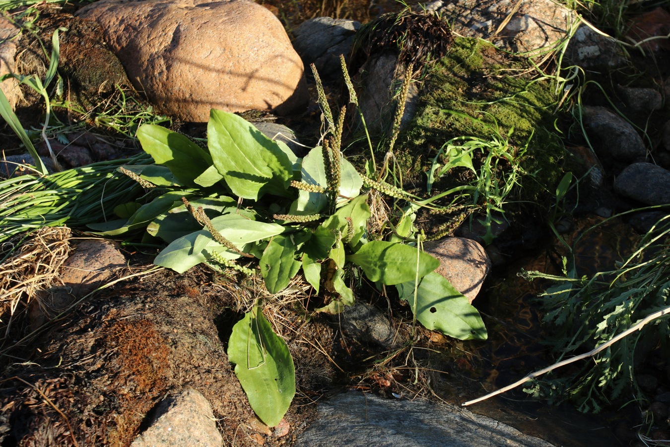 Image of Plantago uliginosa specimen.