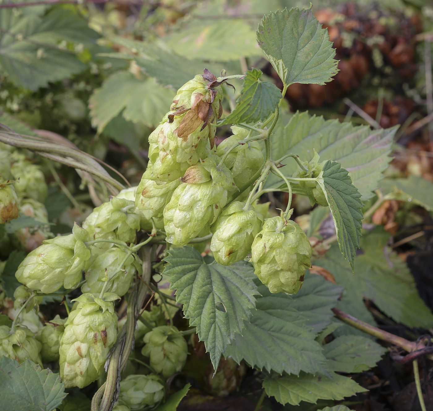 Image of Humulus lupulus specimen.