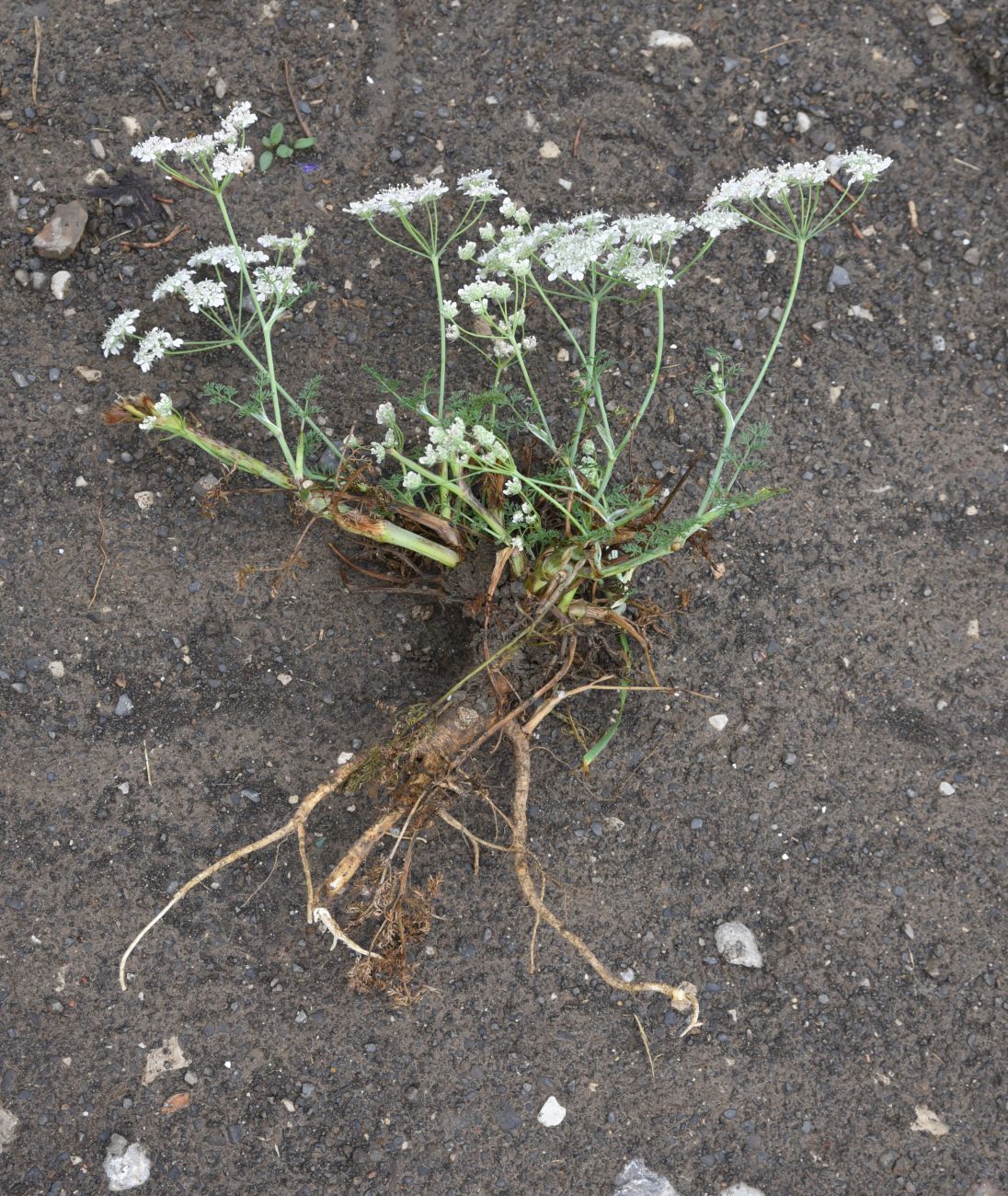 Изображение особи Astrodaucus orientalis.