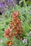 Orobanche alba subspecies xanthostigma. Верхушка цветущего растения. Республика Ингушетия, Джейрахский р-н, окр. альплагеря \"Кязи\", выс. 1980 м н.у.м, долина ручья, луг. 23 июля 2022 г.