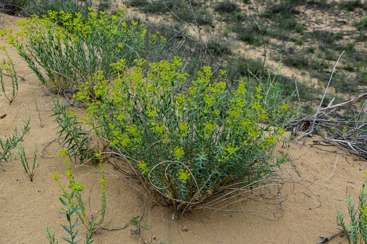 Изображение особи Euphorbia seguieriana.