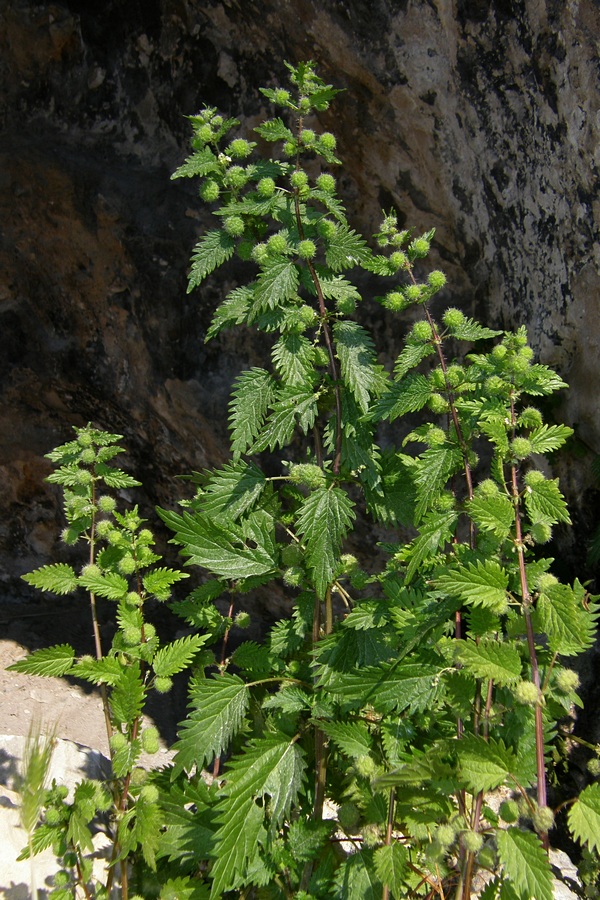 Image of Urtica pilulifera specimen.