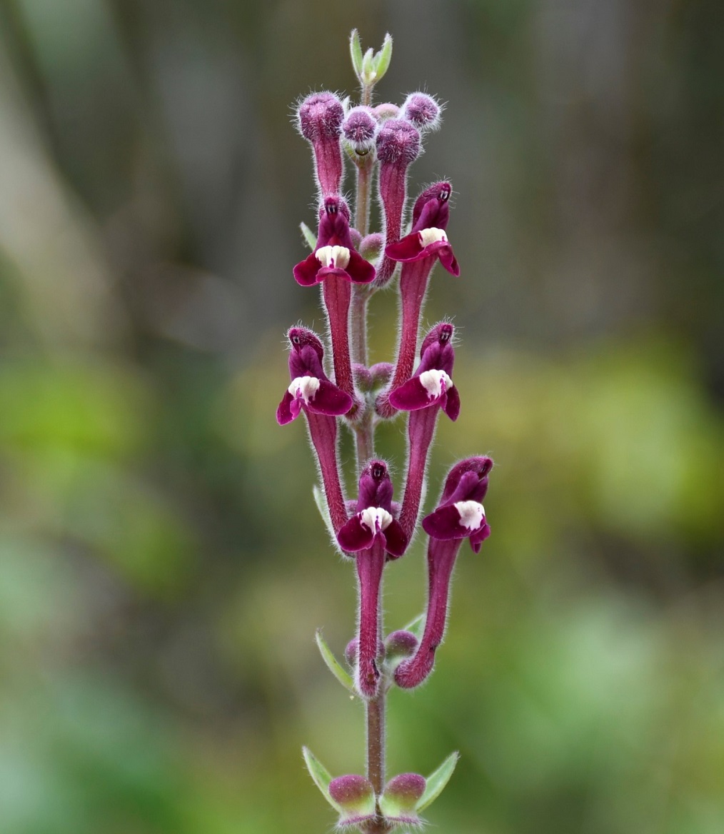 Изображение особи Scutellaria cypria ssp. elatior.