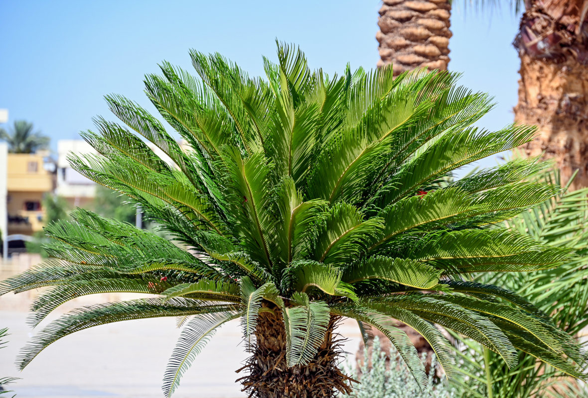 Изображение особи Cycas revoluta.