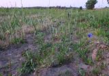 Centaurea cyanus