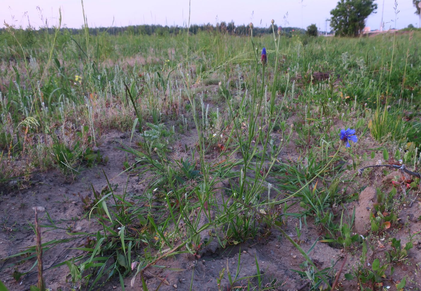 Изображение особи Centaurea cyanus.