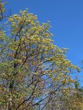 Acer platanoides. Крона цветущего дерева. Санкт-Петербург, Дудергофские высоты, склон южной экспозиции, широколиственный лес. 12.05.2023.