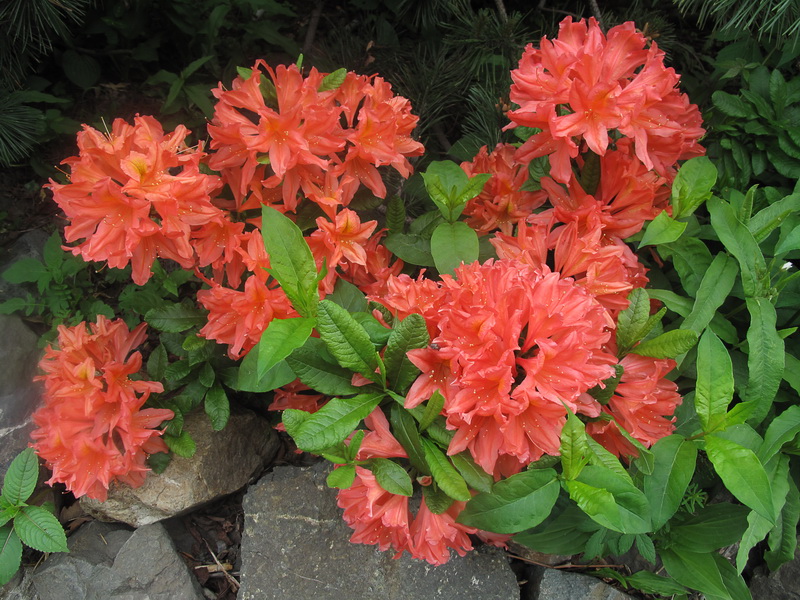 Image of Rhododendron molle ssp. japonicum specimen.