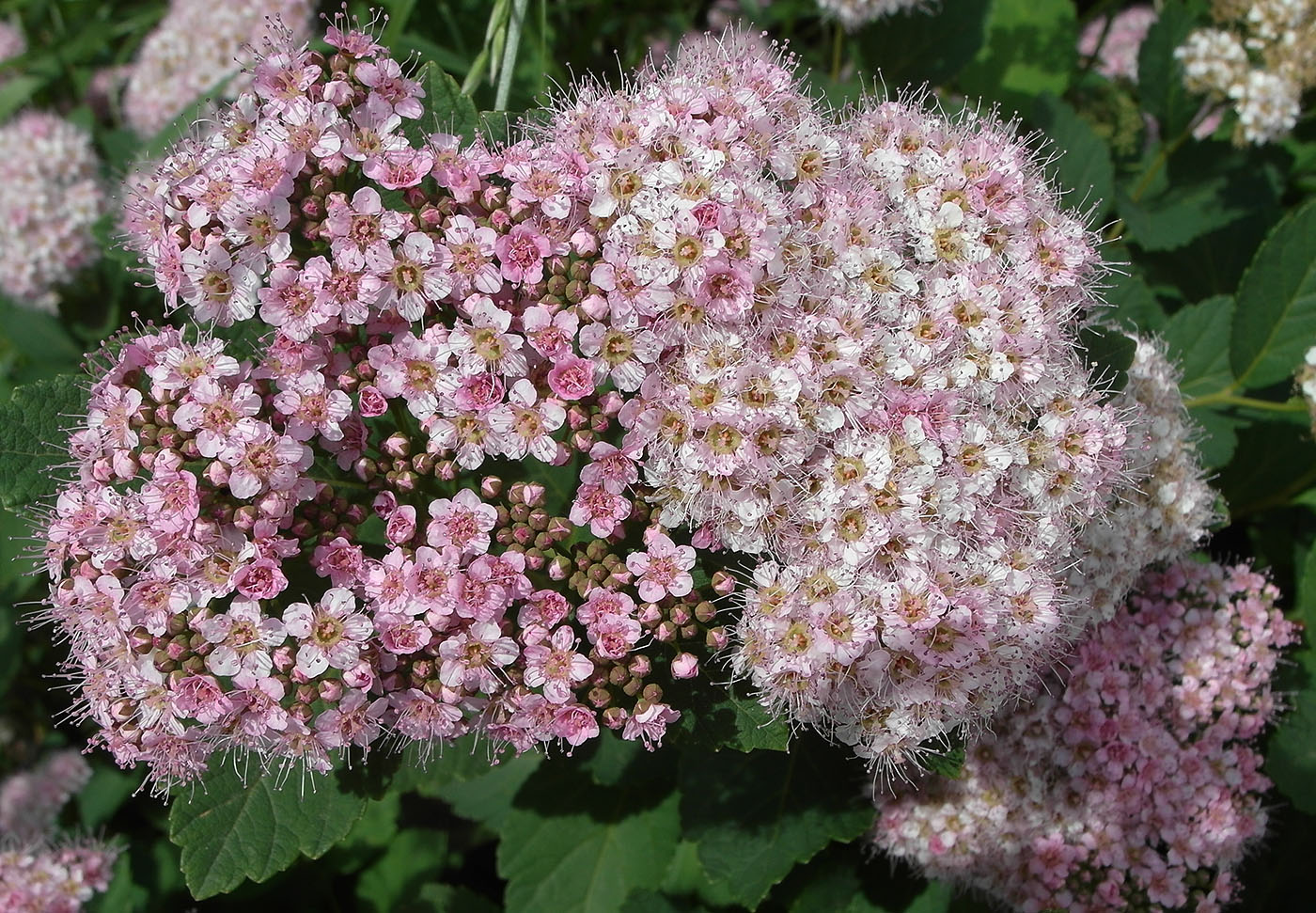 Image of Spiraea japonica specimen.