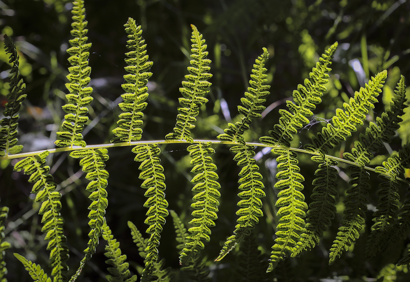 Image of Thelypteris palustris specimen.