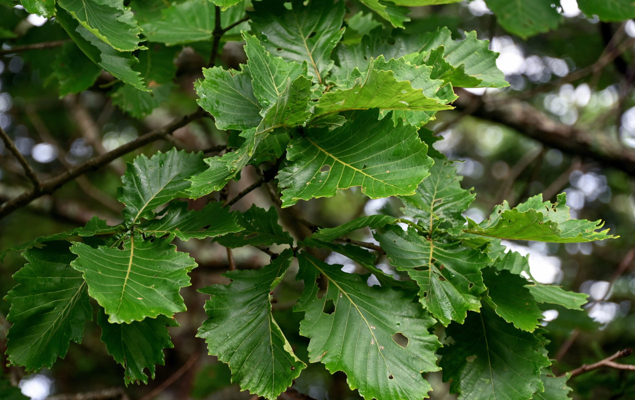 Image of Quercus crispula specimen.