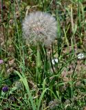 род Tragopogon. Плодоносящее растение. Армения, обл. Арагацотн, окр. с. Тегер, ≈ 1700 м н.у.м., луговой склон. 20.06.2022.