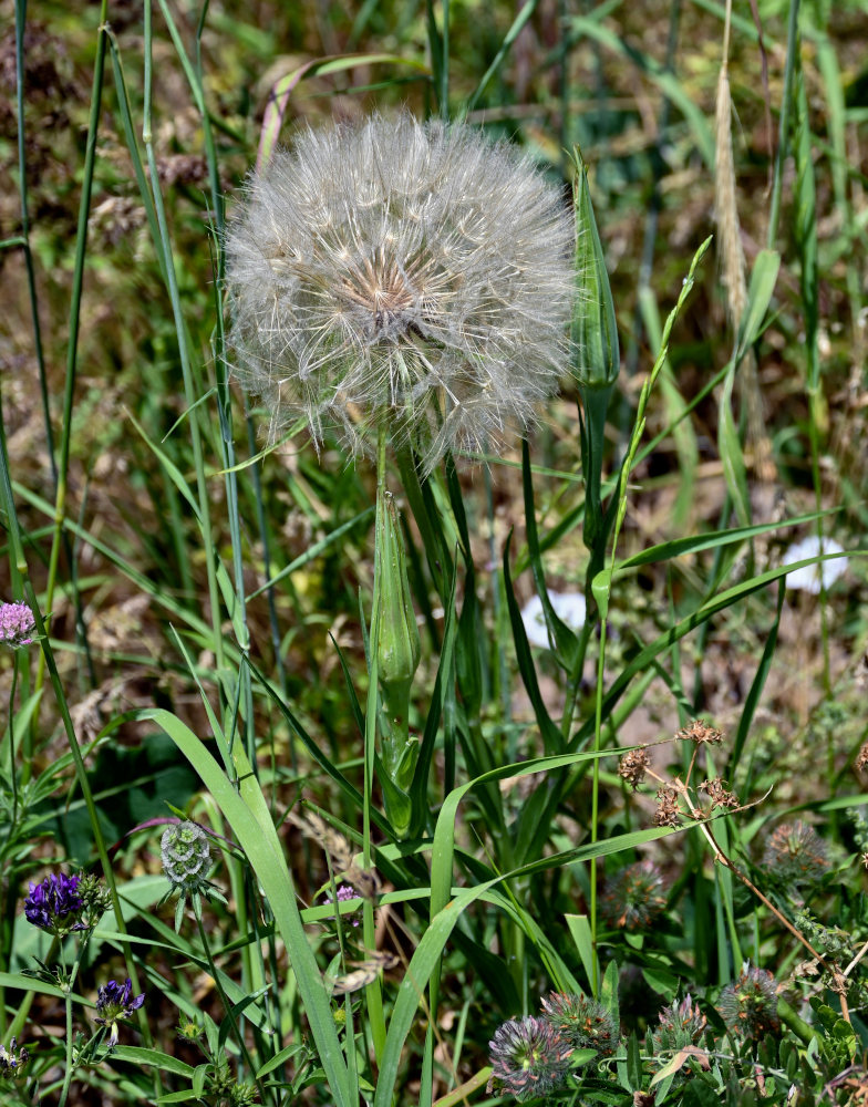 Image of genus Tragopogon specimen.