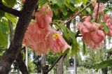 genus Mussaenda. Верхушки веточек с соцветиями ('Queen Sirikit'). Таиланд, Бангкок, парк Люмпини, экспозиция декоративных растений. 30.08.2023.