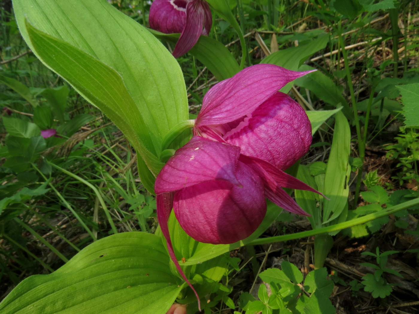 Изображение особи Cypripedium macranthos.