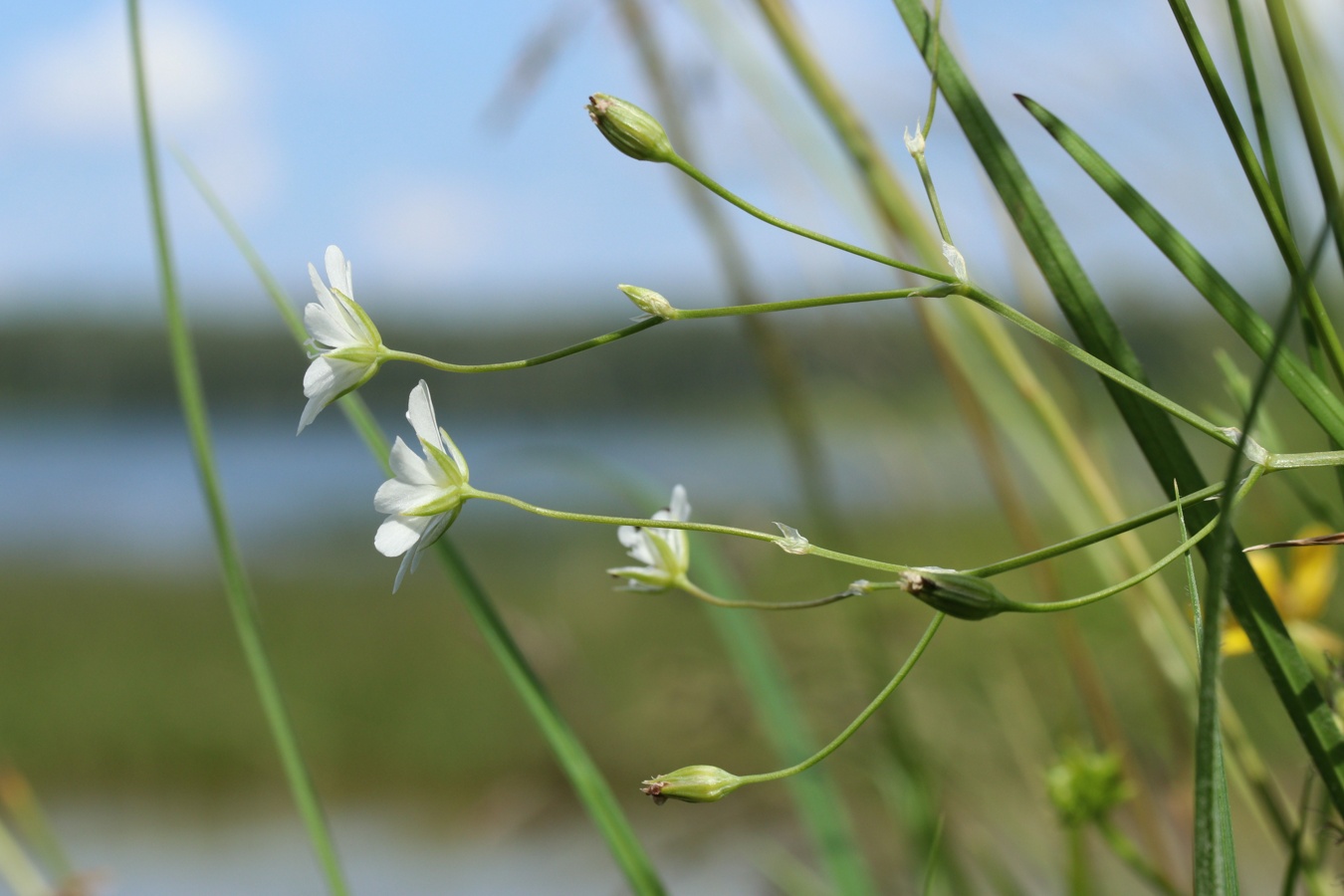 Image of Stellaria palustris specimen.