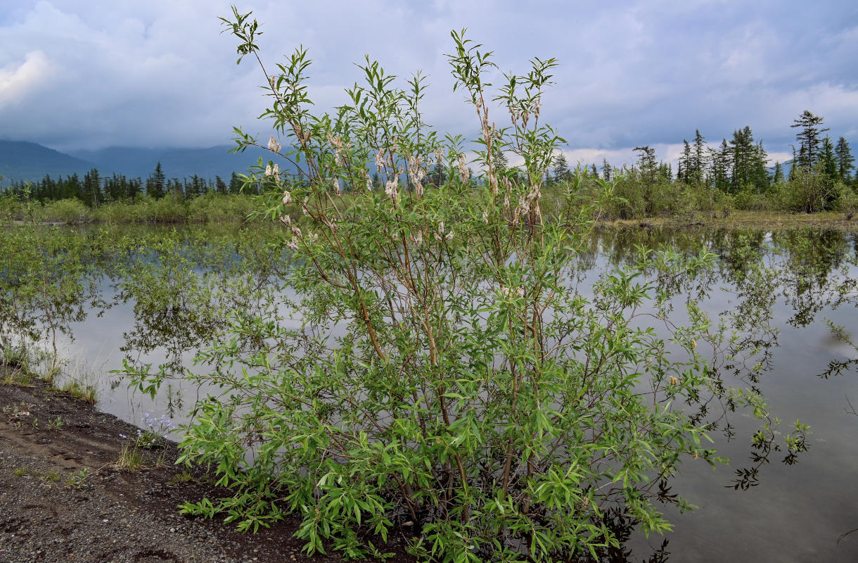 Image of genus Salix specimen.