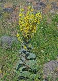 Verbascum speciosum. Цветущее растение. Армения, обл. Арагацотн, окр. с. Агарак, ≈ 1000 м н.у.м., каменистый участок лугового склона. 20.06.2022.