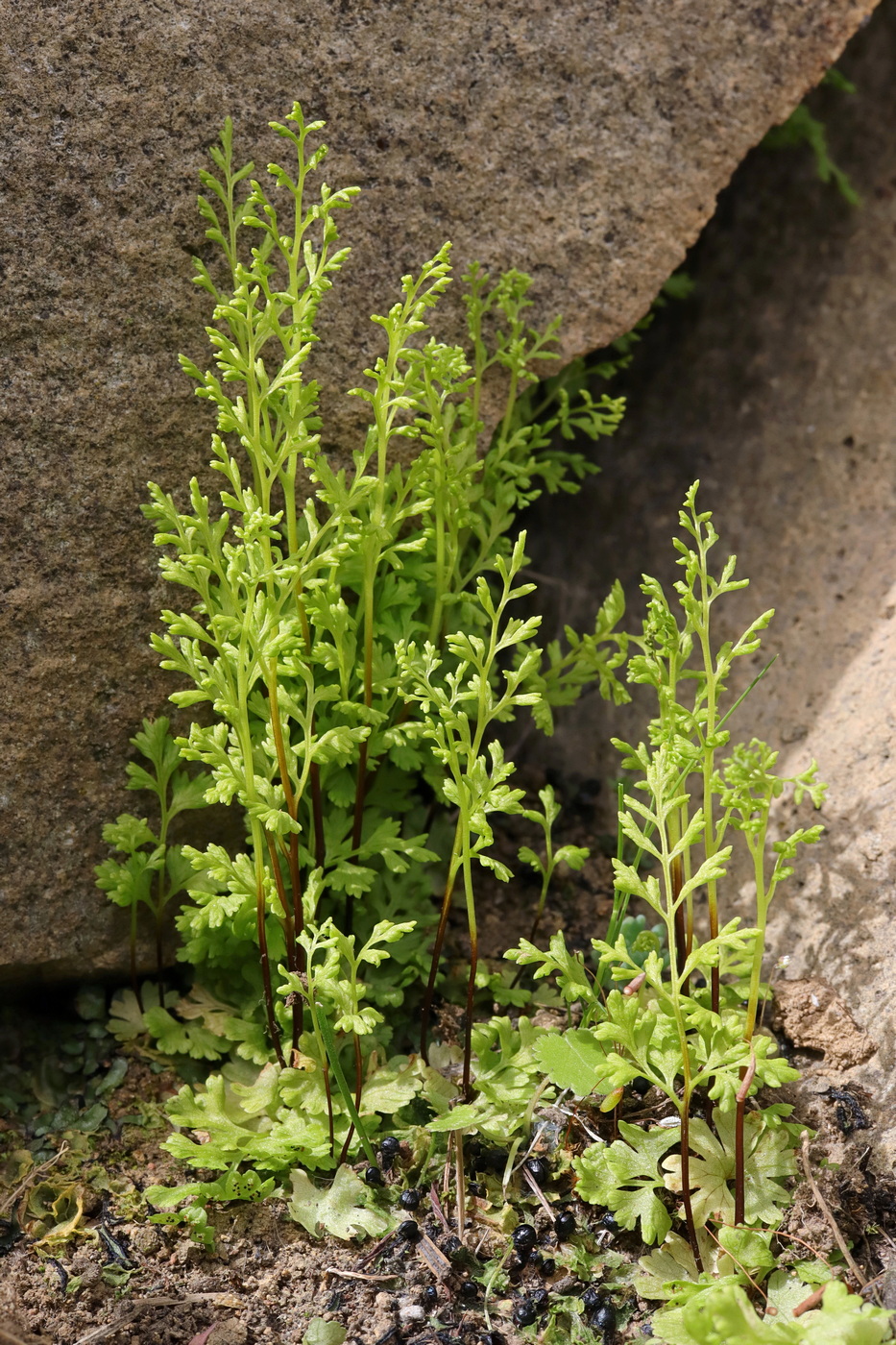 Image of Anogramma leptophylla specimen.