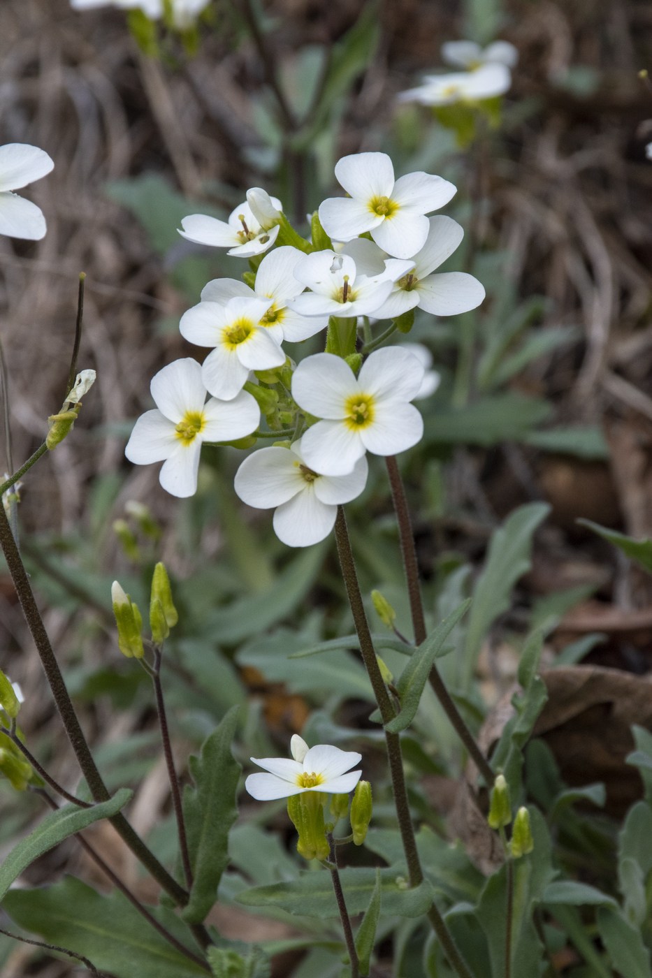 Image of Arabis caucasica specimen.