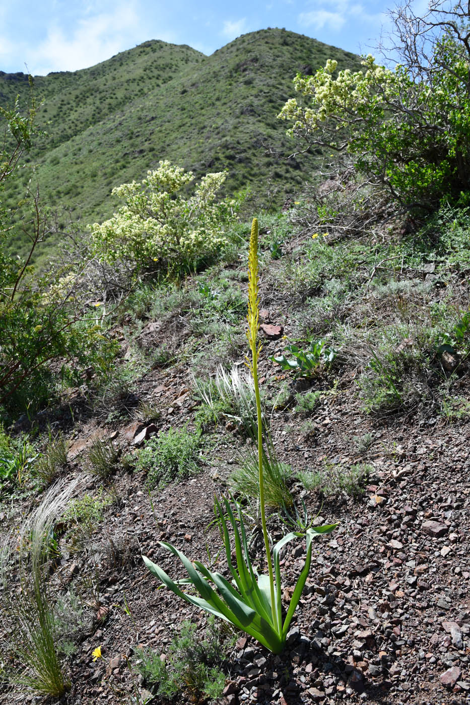 Изображение особи Eremurus fuscus.