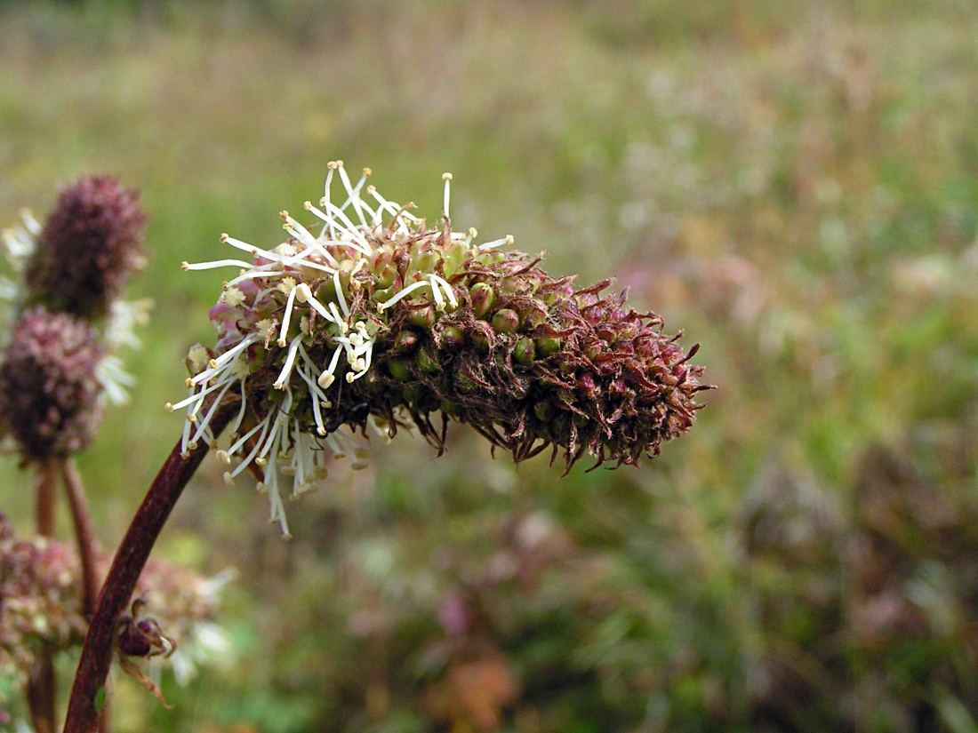 Изображение особи Sanguisorba alpina.