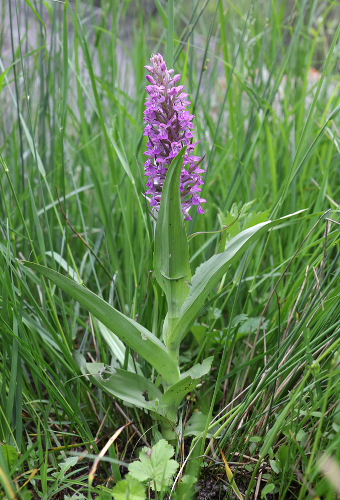 Image of Dactylorhiza umbrosa specimen.