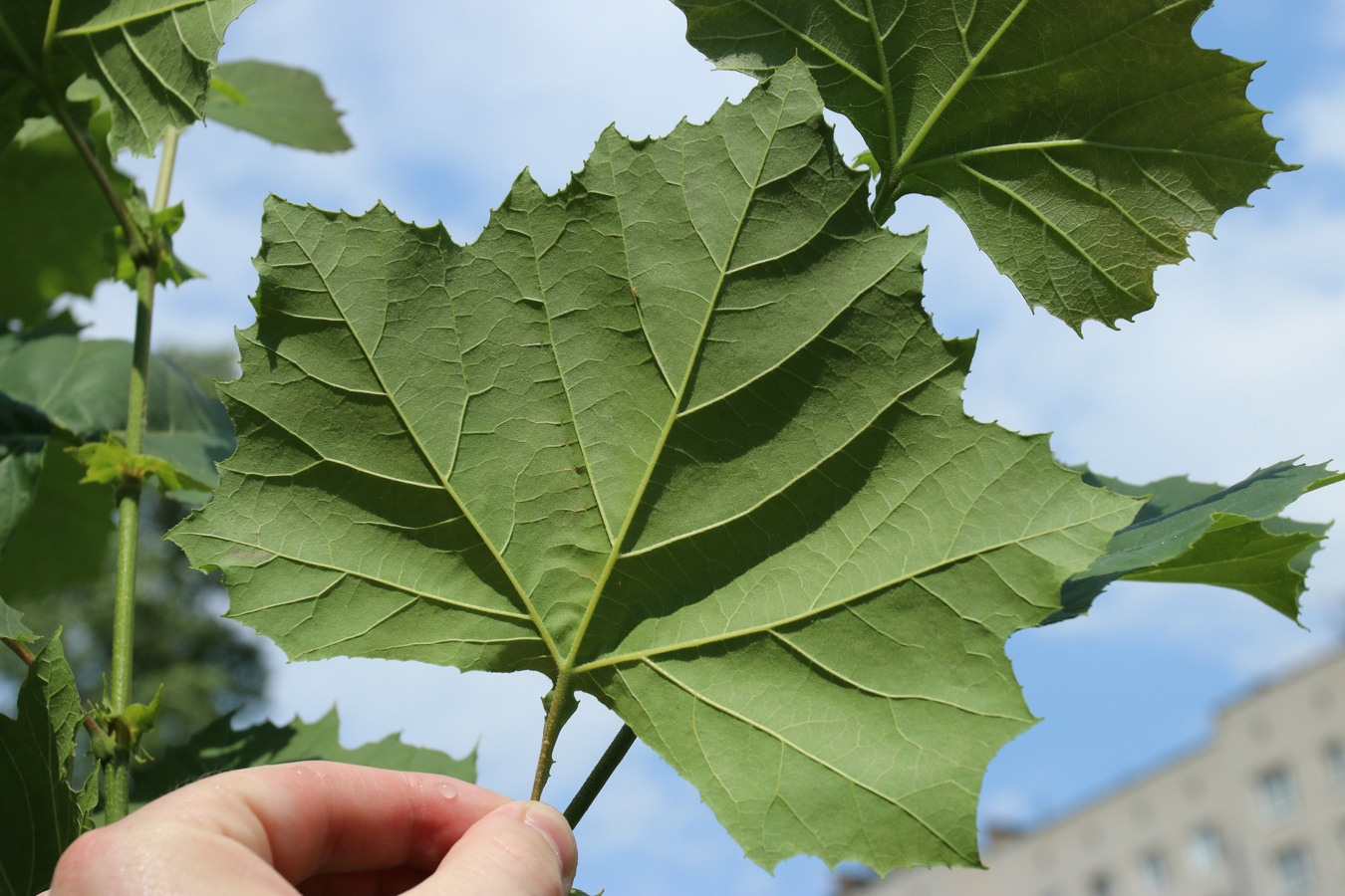 Изображение особи Platanus occidentalis.