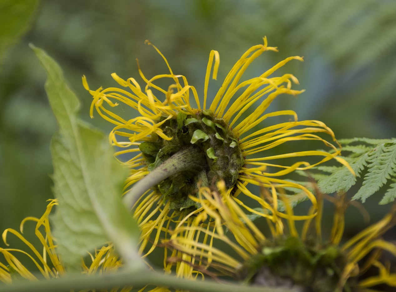 Image of Telekia speciosa specimen.