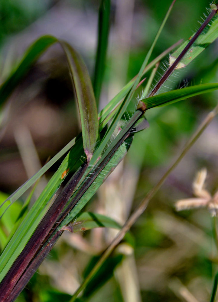 Image of Themeda arguens specimen.