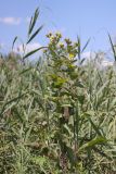 Inula helenium. Цветущие растения. Крым, Симферополь, Верхний Анатринский ставок. 03.08.2024.