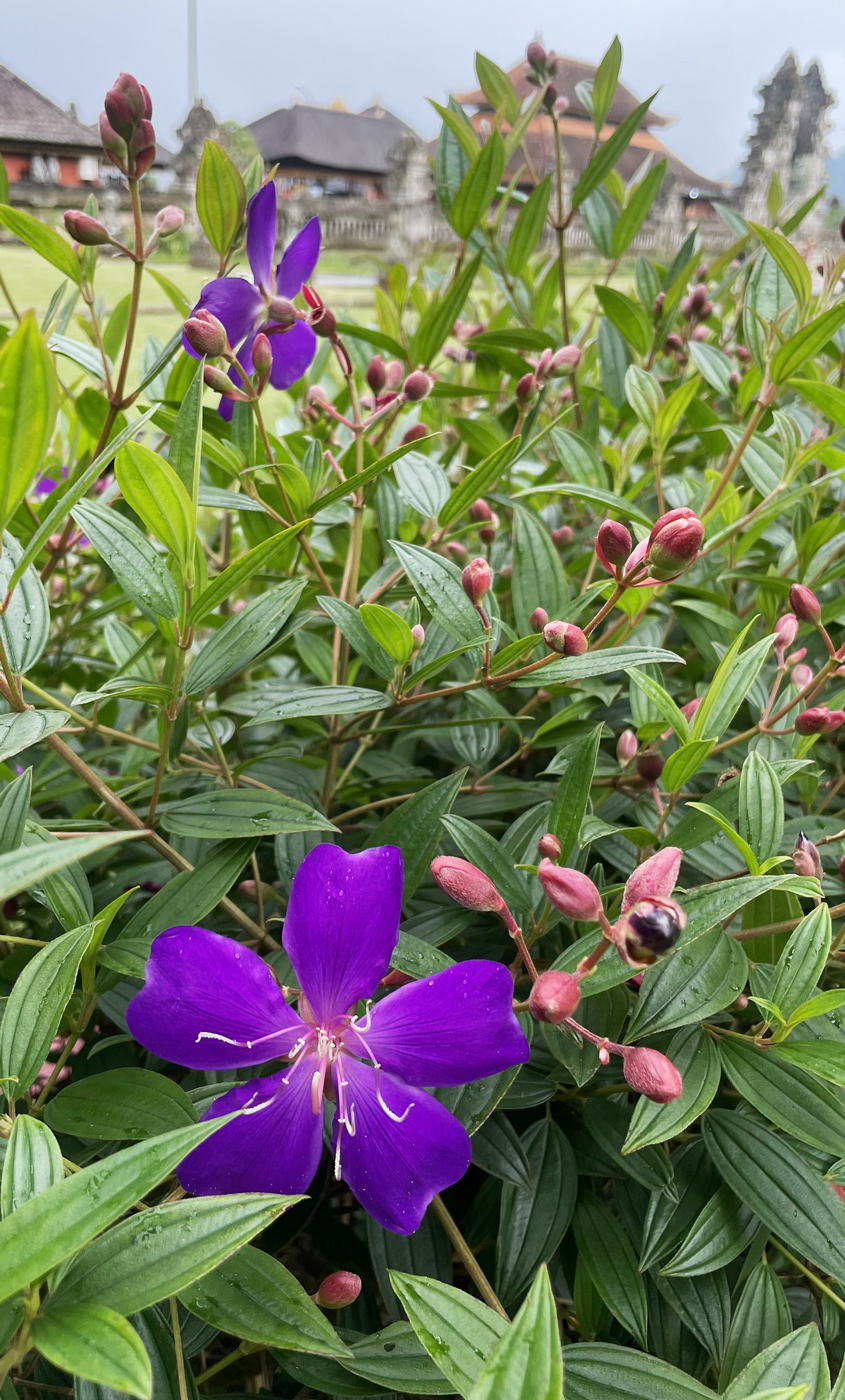 Изображение особи Tibouchina urvilleana.