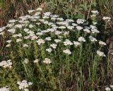 Achillea nobilis. Цветущие растения. Краснодарский край, м/о Анапа, окр. станицы Благовещенская, высокий берег Бугазского лимана между Бугазской косой и косой Голенькой. 09.06.2021.