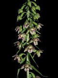 Epipactis helleborine. Часть соцветия. Ульяновская обл., окр. г. Димитровград, долина р. Мал. Ерыкла, широколиственный лес, переходящий в пойменный ольховник, склон дамбы, обочина дороги. 06.07.2023.