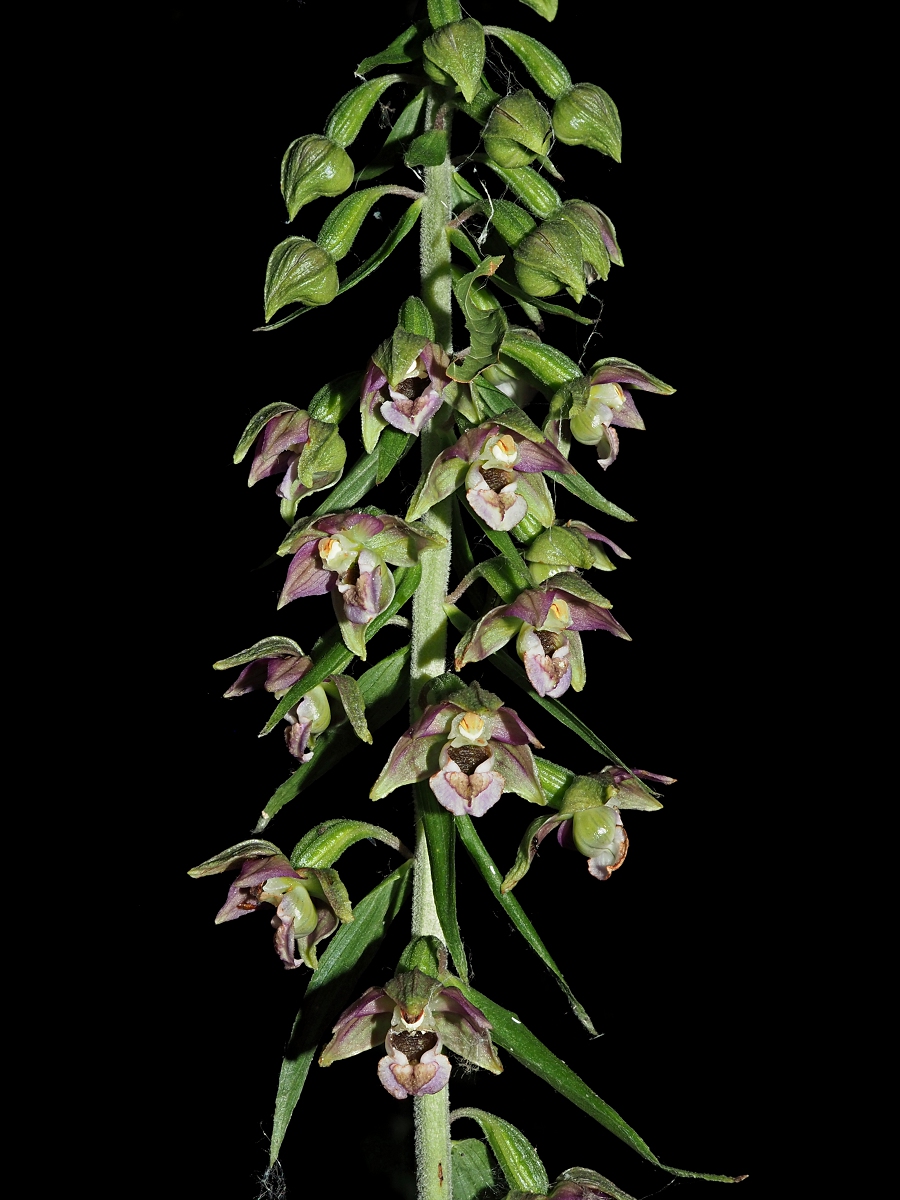 Изображение особи Epipactis helleborine.