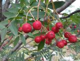 Sorbus tianschanica