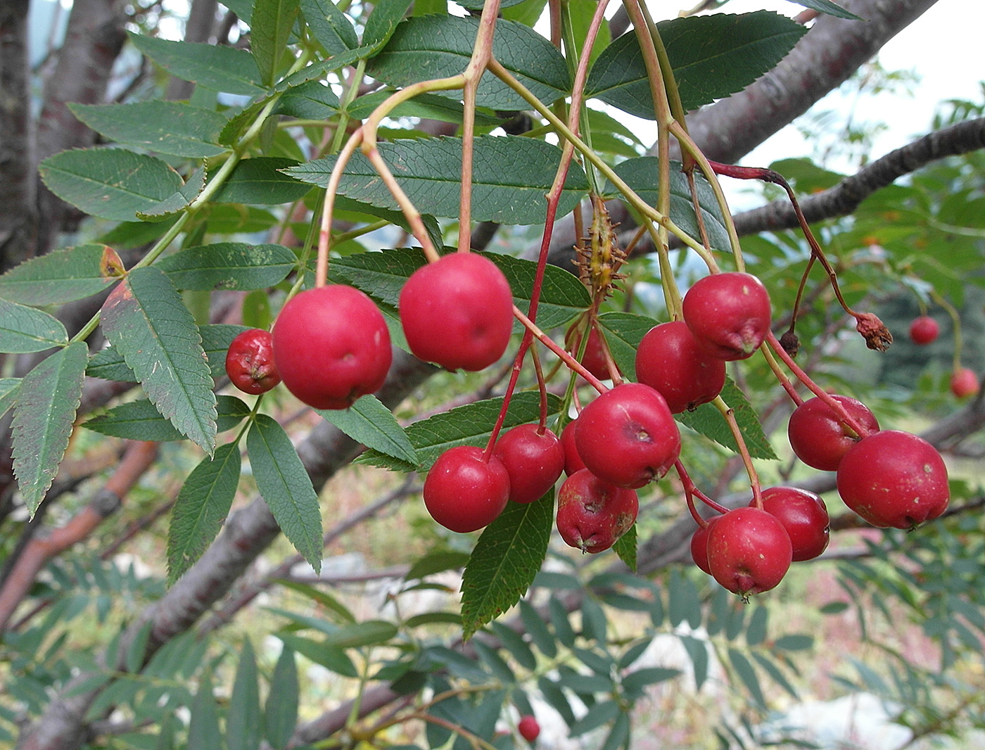 Image of Sorbus tianschanica specimen.