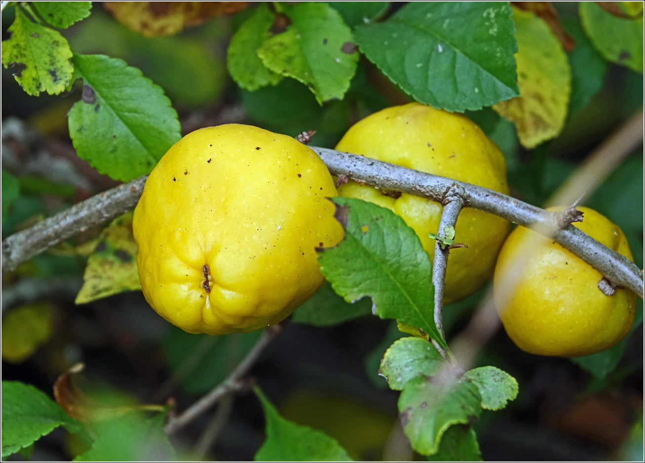 Image of Chaenomeles japonica specimen.