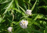 Anaphalis margaritacea. Верхушки расцветающих растений. Камчатский край, г. Петропавловск-Камчатский, склон Мишенной сопки, лиственный лес. 02.08.2024.