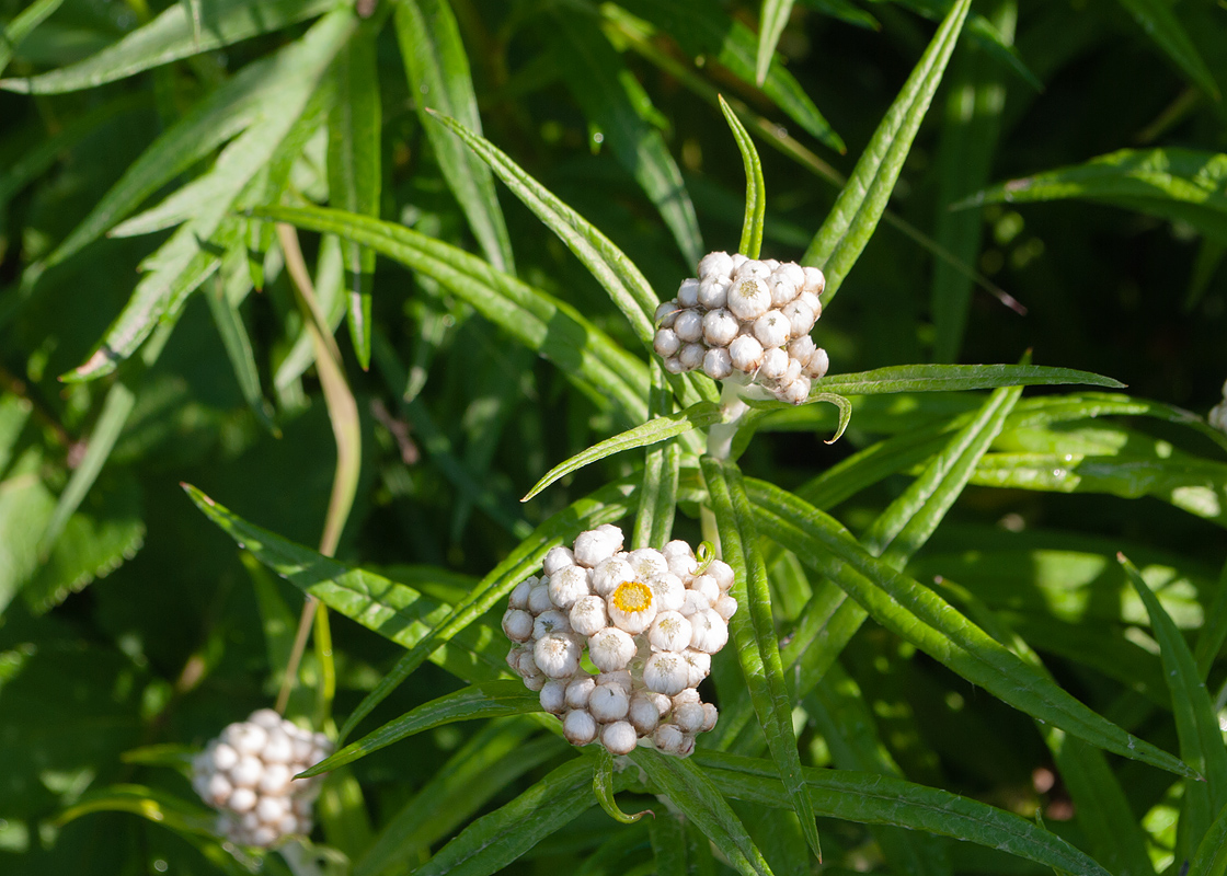 Image of Anaphalis margaritacea specimen.