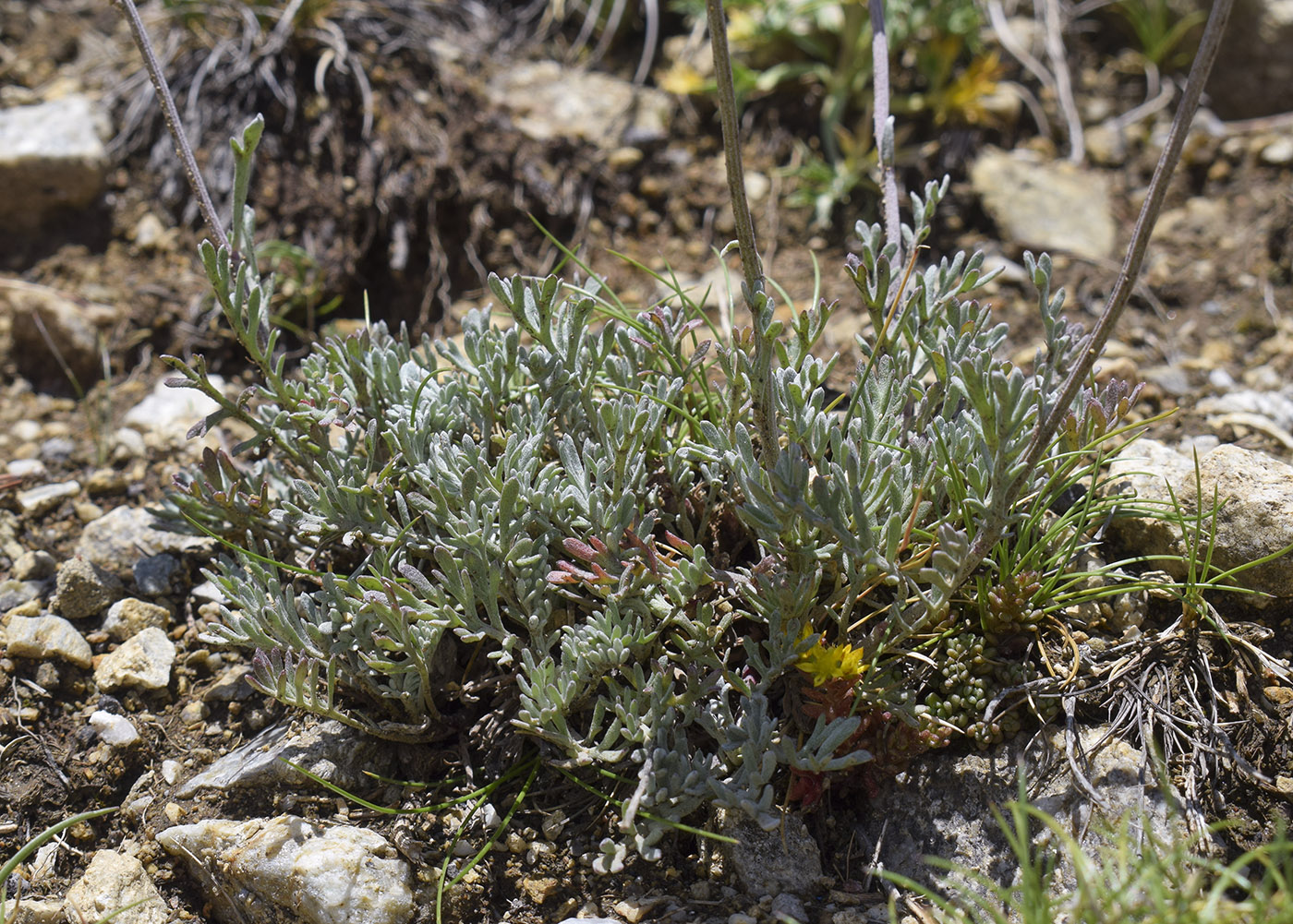 Image of genus Anthemis specimen.